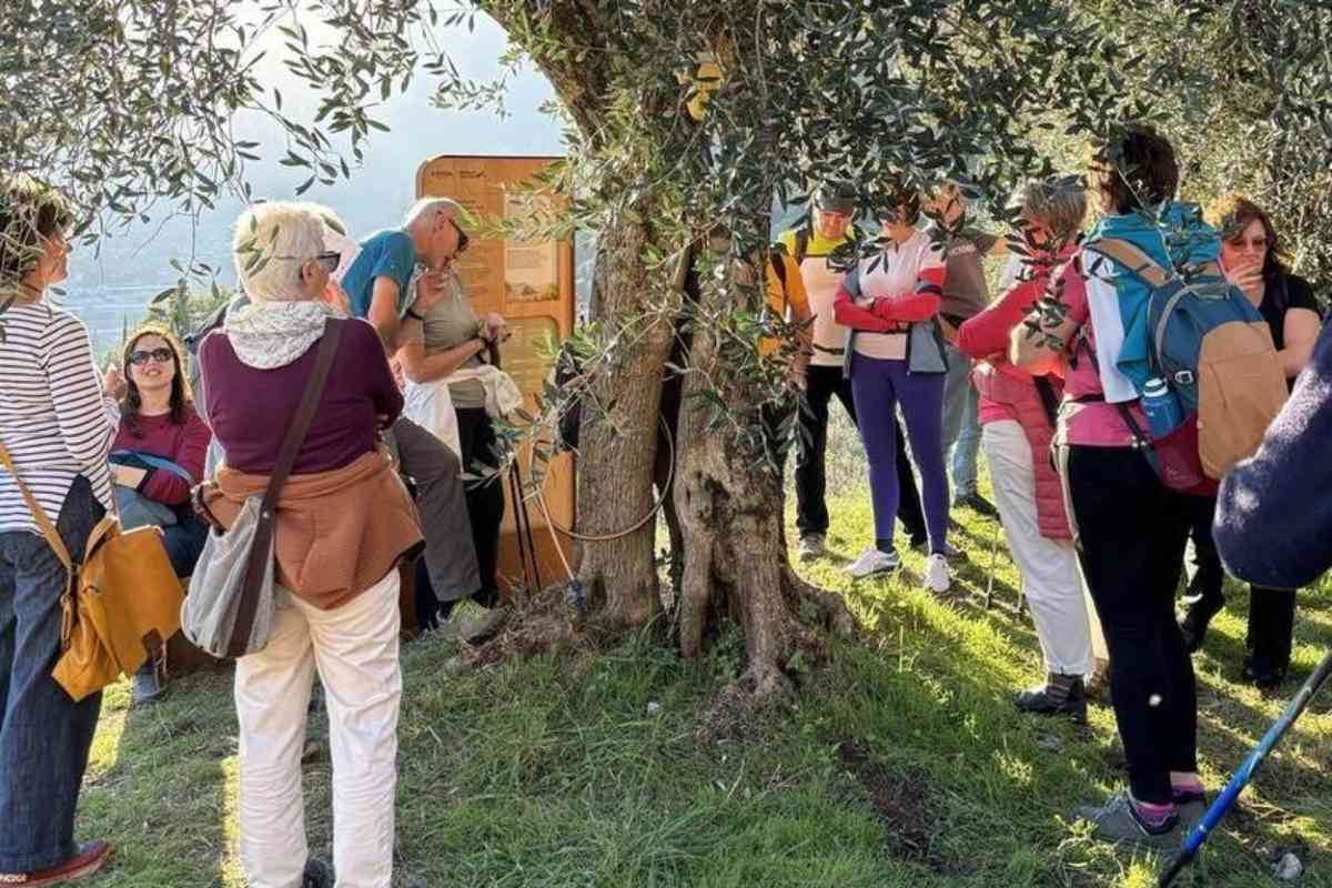 Open olijfpershuizen Garda Trentino