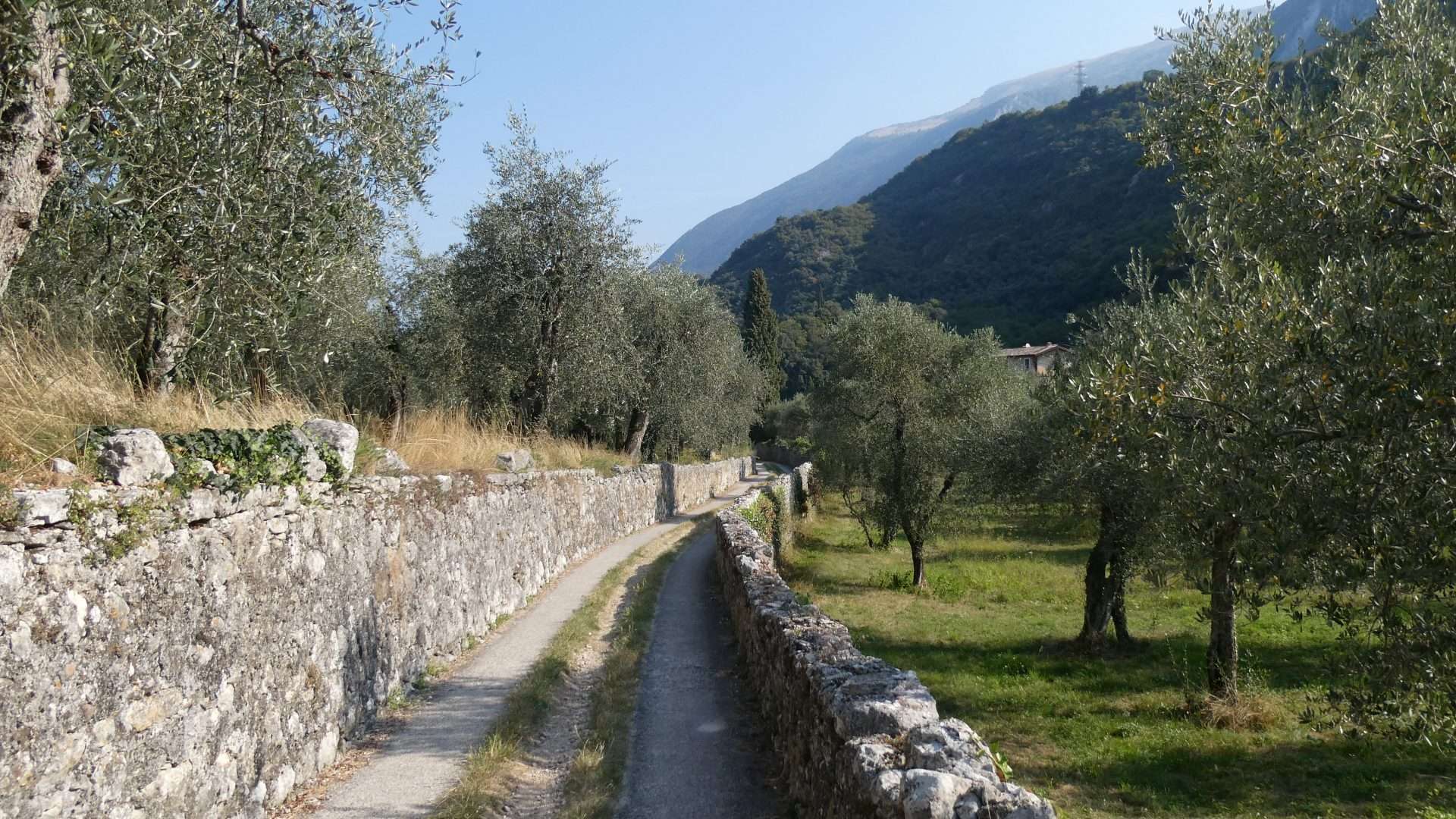 Uliveto con vista sul Lago di Garda