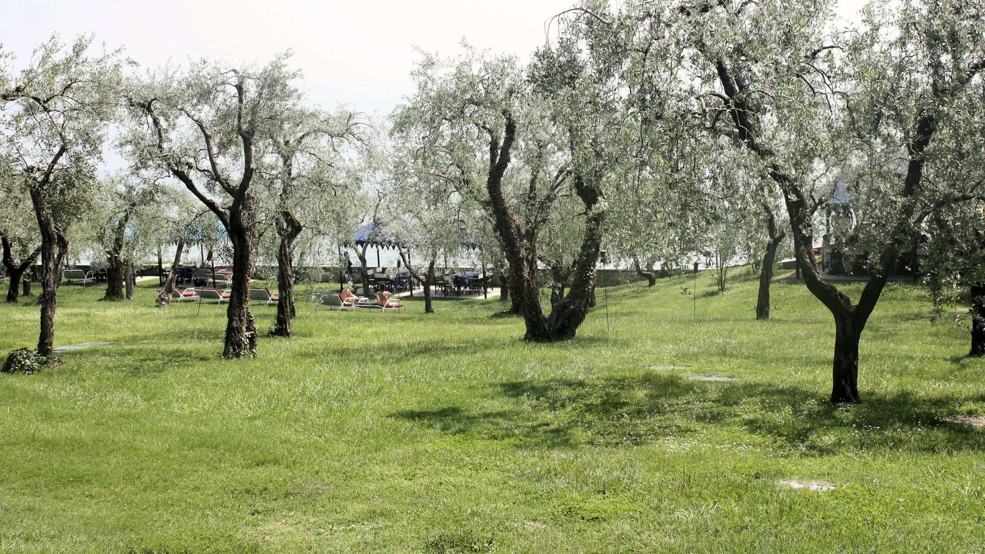 Olijfgaardenpad