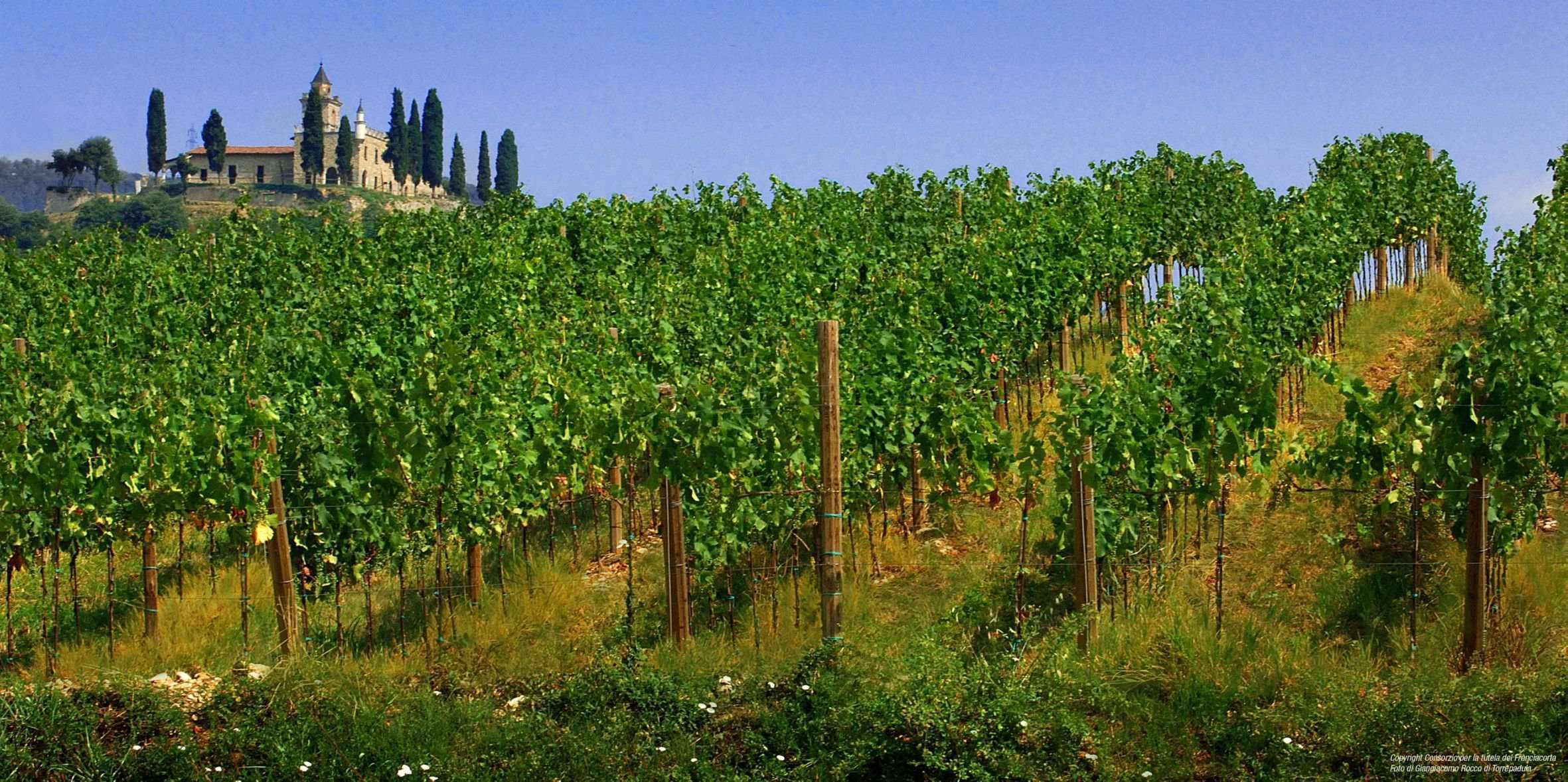 Groppello-Weinberge