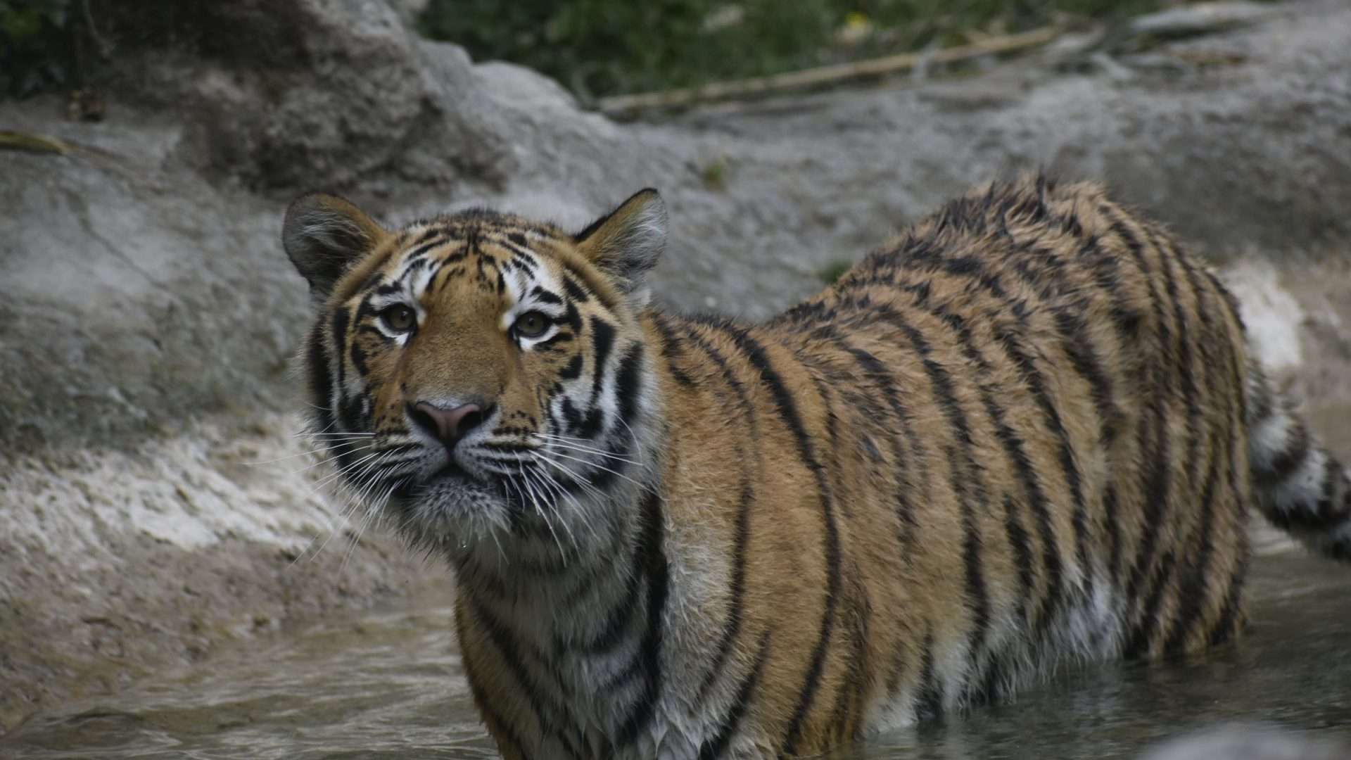 Parco Natura Viva