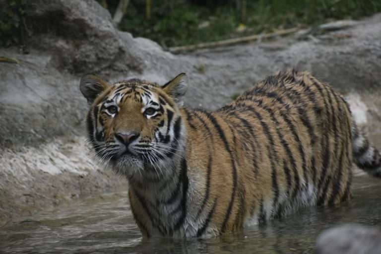Parco Natura Viva