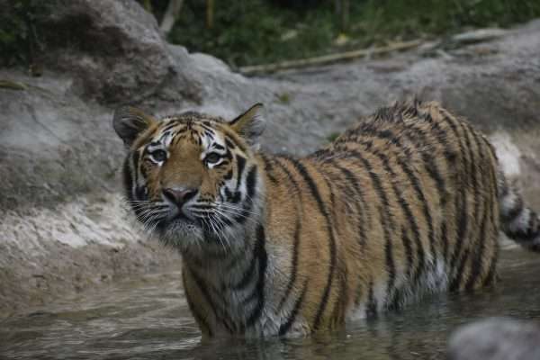 Sibirischer Tiger – Parco Natura Viva Bussolengo