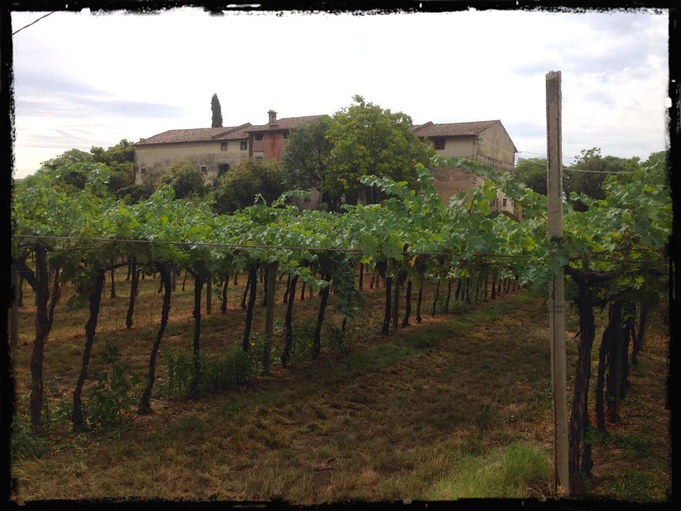 Garda wines: a tasting guide