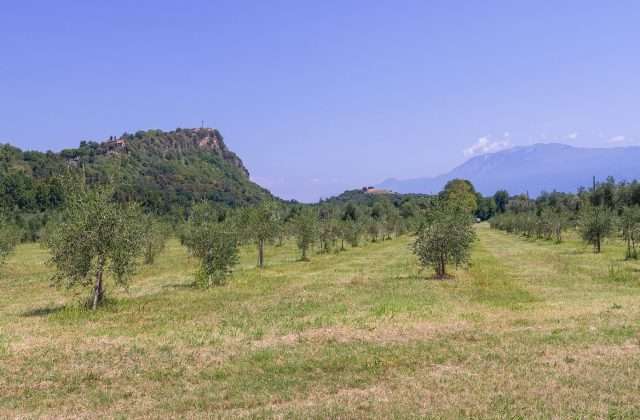 Gardasee-Olivenöl extra vergine DOP: der grüne Schatz des Sees