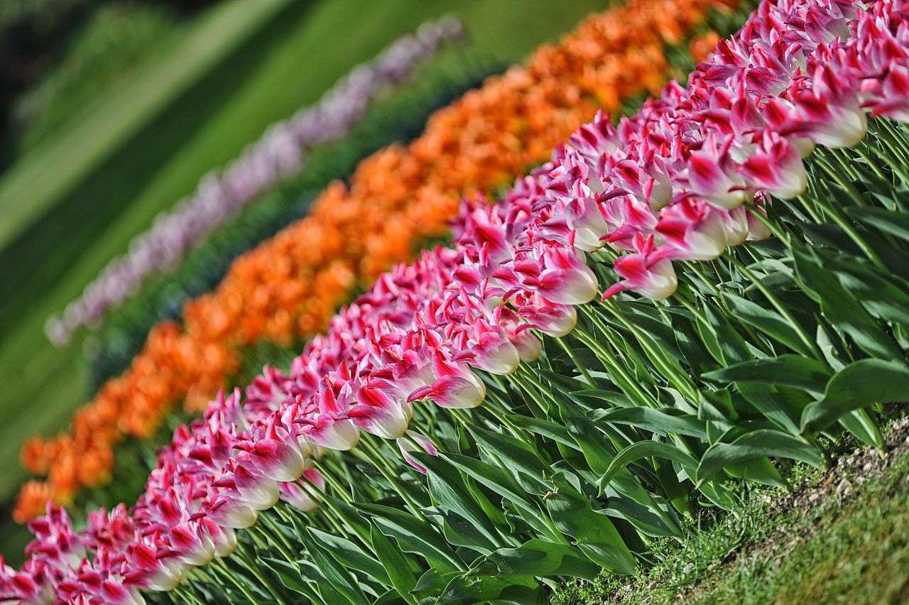 Tulpen im Gartenpark von Sigurtà