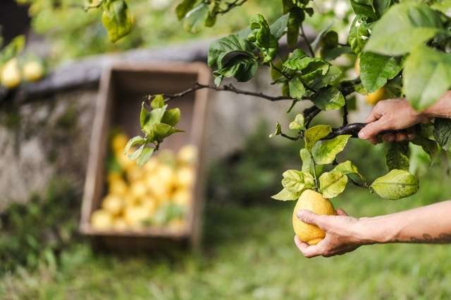 Among lemon groves, olive groves and ancient churches – immagine 3